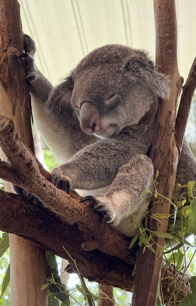 can you still hold koalas at lone pine?